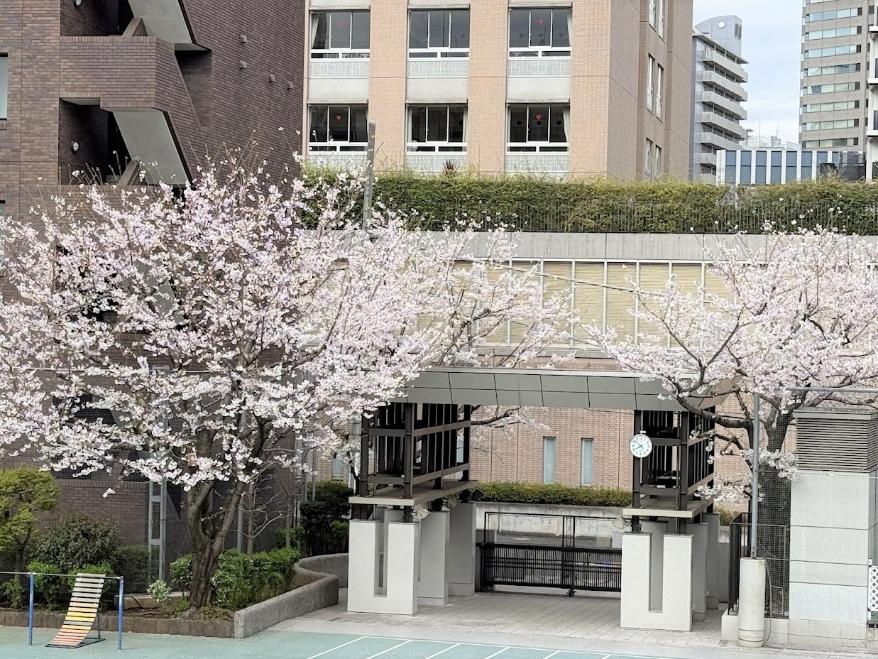 正門と桜 - コピー.jpg