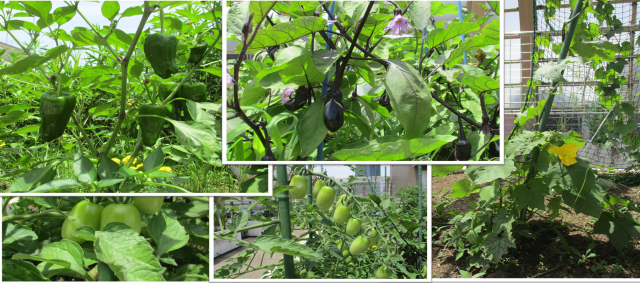 夏野菜コラージュ