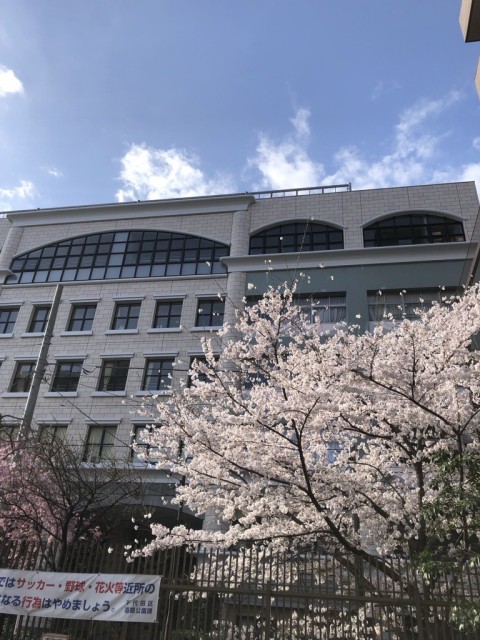 校舎桜２.jpeg