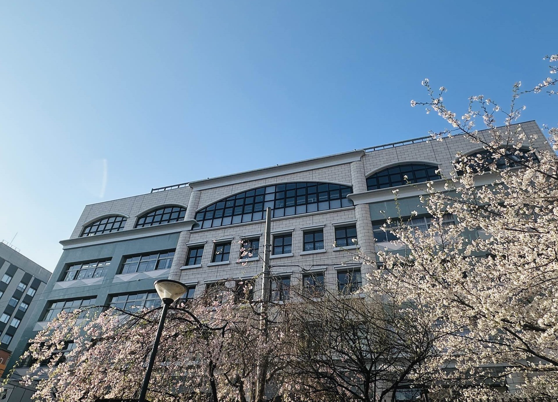 学校‗桜.jfif